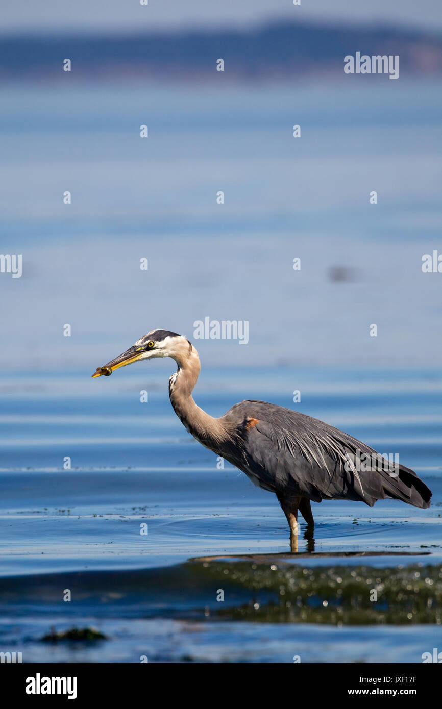 Airone blu (Ardea erodiade) alimentazione su un pesce in acqua poco profonda di Island View Beach sull'Isola di Vancouver, Canada. Foto Stock