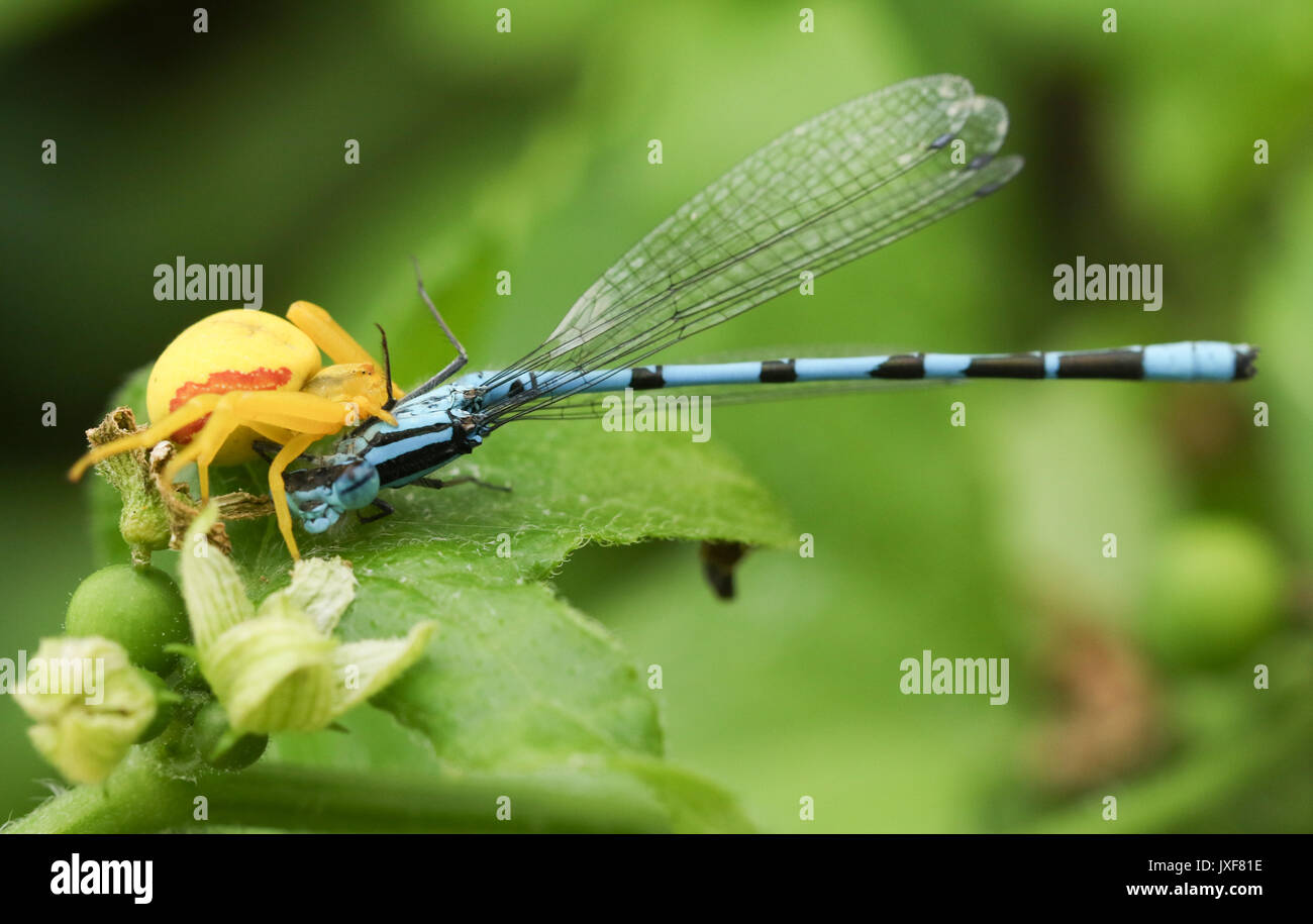 Un giallo ragno granchio (Misumena vatia) mangiando un comune Damselfly blu (Enallagma cyathigerum). Foto Stock