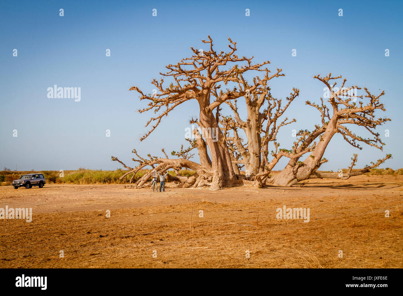 Il Senegal, Africa - aprile 26, 2016: turistico con guida in piedi con le braccia alta sotto un enorme baobab nella savana secca del sud ovest del Senegal. Foto Stock
