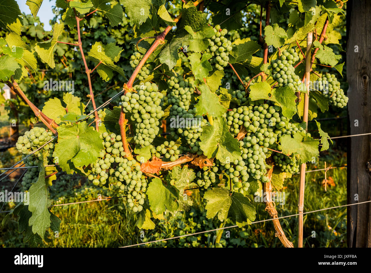Uva sulla vite di Kelowna, Okanagan Valley, British Columbia, Canada Foto Stock