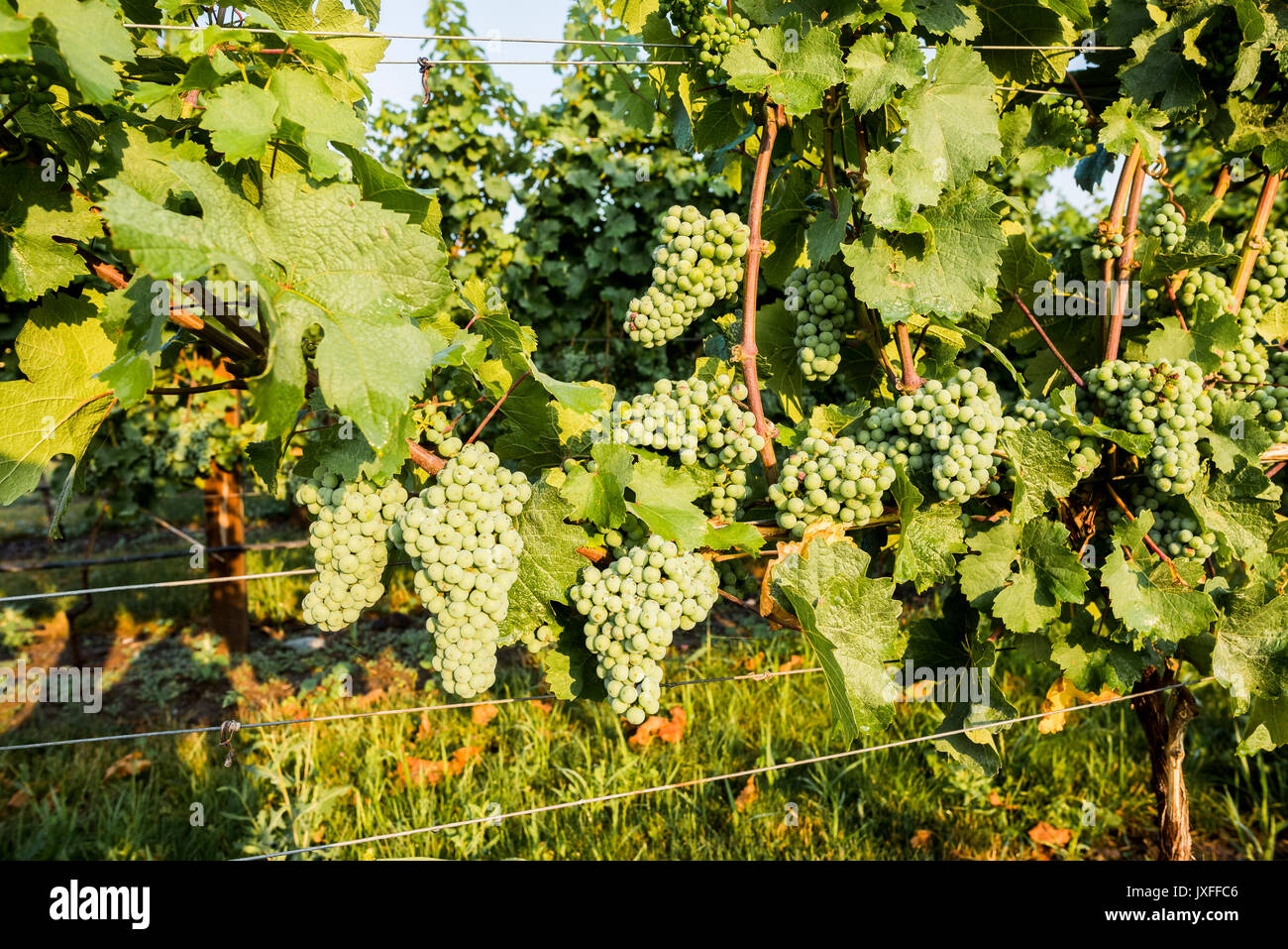 Uva sulla vite di Kelowna, Okanagan Valley, British Columbia, Canada Foto Stock