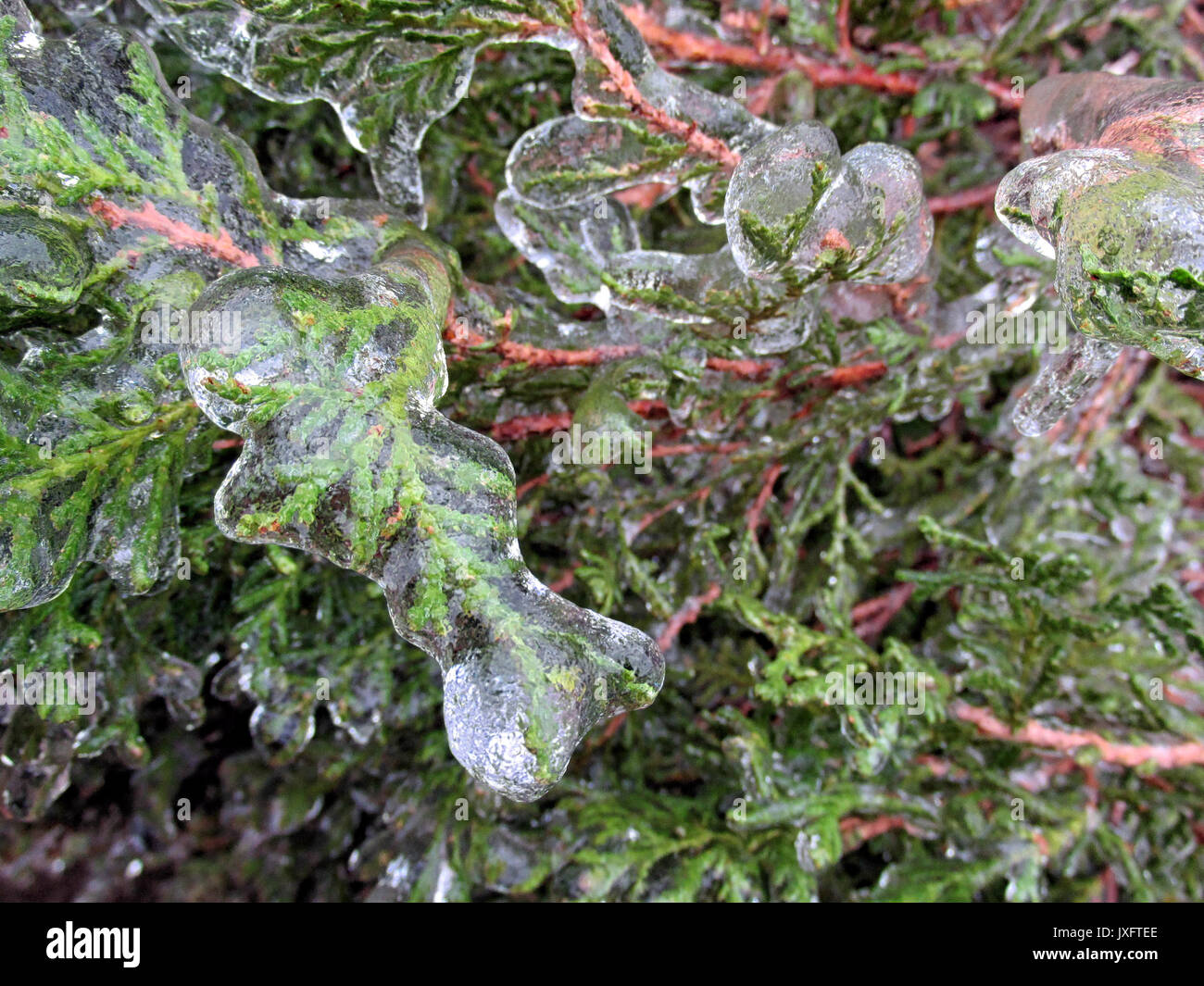Una chiusura di Cypress aghi incastrata nel ghiaccio. Foto Stock