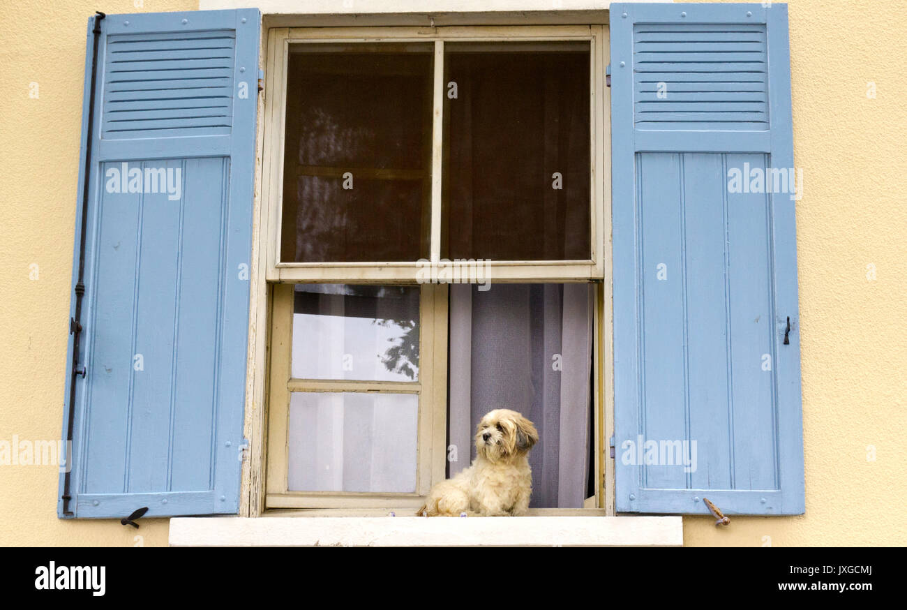Il Maltese Terrier seduto su un davanzale in Arles, Francia. Pareti in color crema e persiane blu. Foto Stock