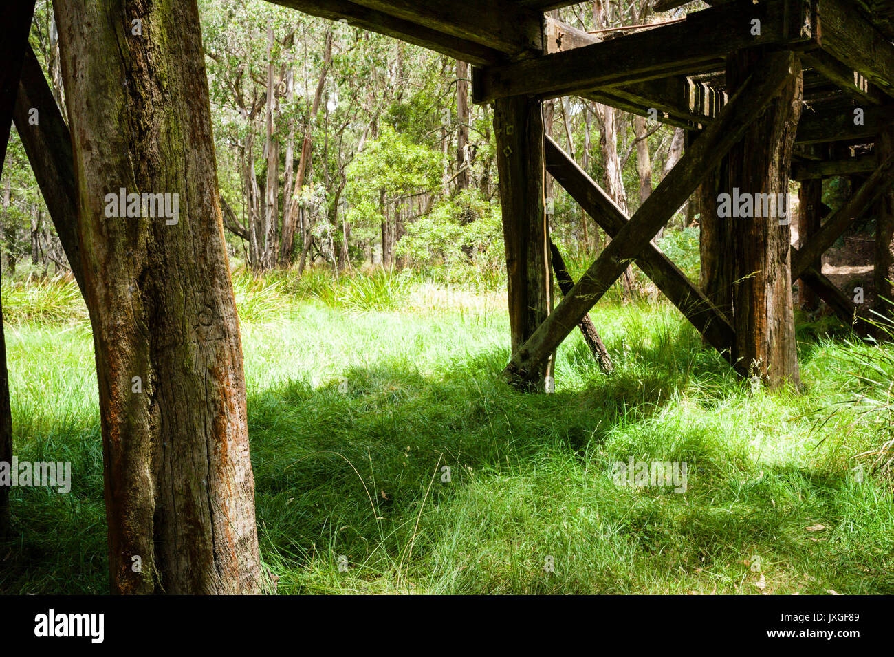 Vecchio legname in disuso il ponte ferroviario in bushland vicino a Daylesford, Victoria, Australia Foto Stock