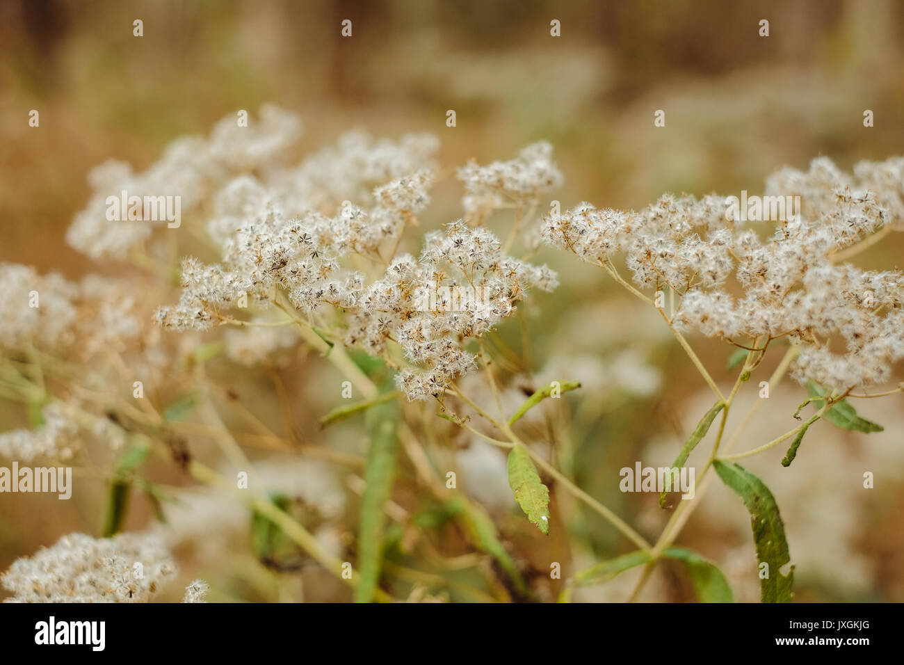 Comuni erbacce trovati nel sud degli Stati Uniti che è andato a seme. Foto Stock