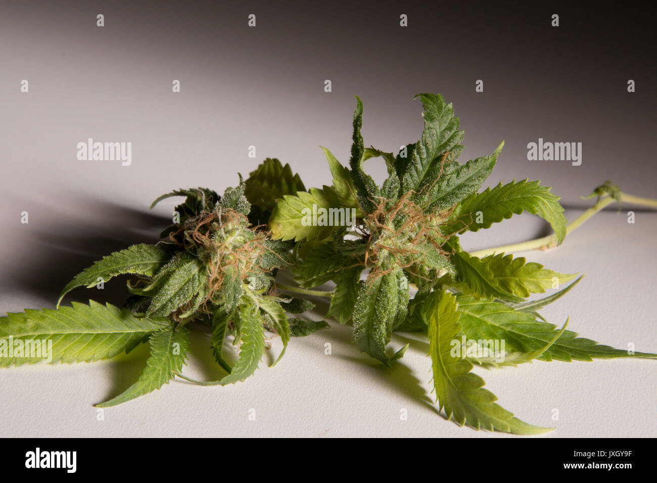 Fresh Cut Marijuana Foto Stock