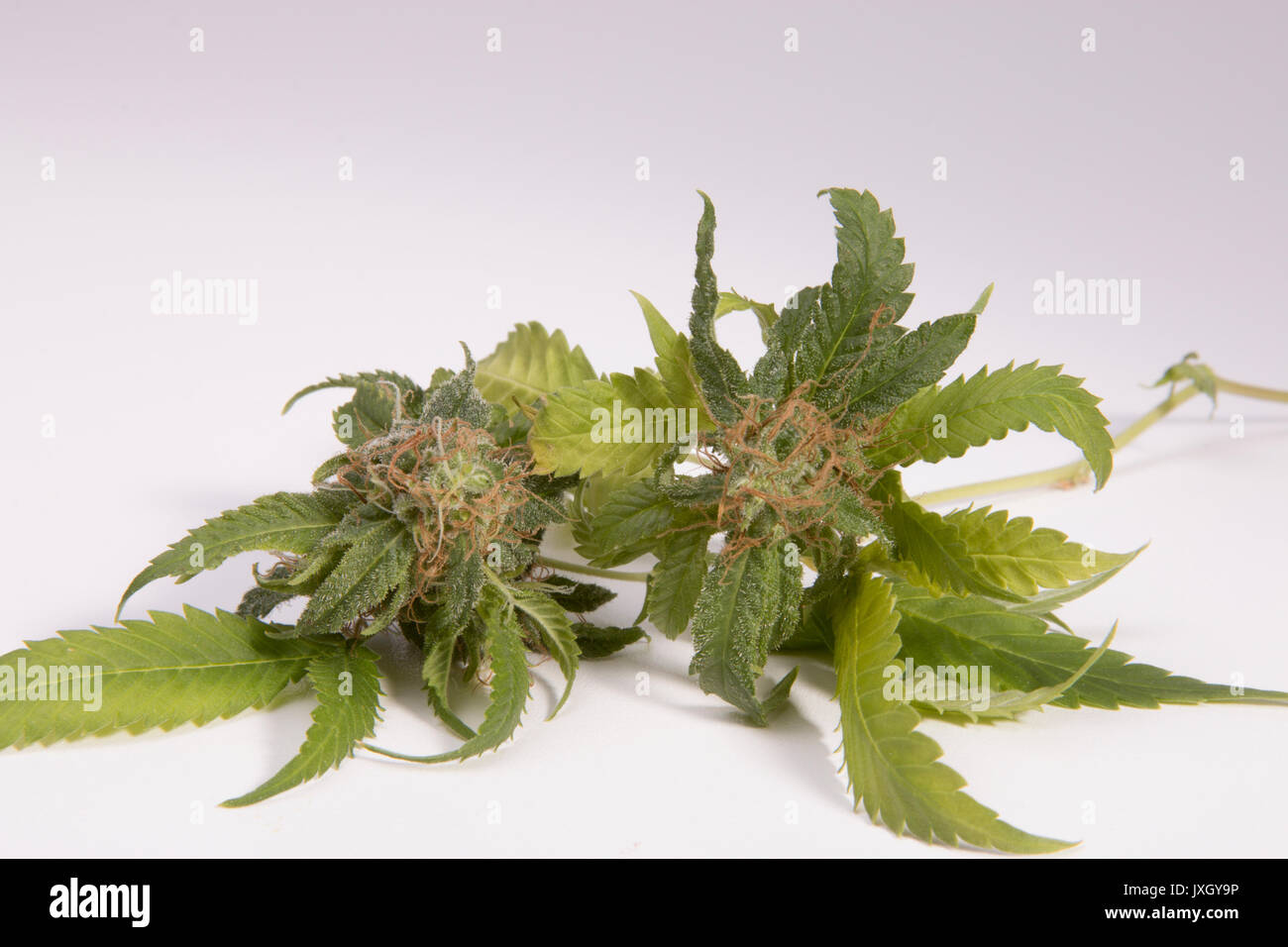 Fresh Cut Marijuana Foto Stock