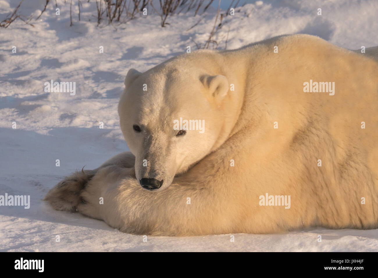 Close-up di adulto orso polare giacente sulla neve nella luce dorata. Vista frontale del volto. Foto Stock