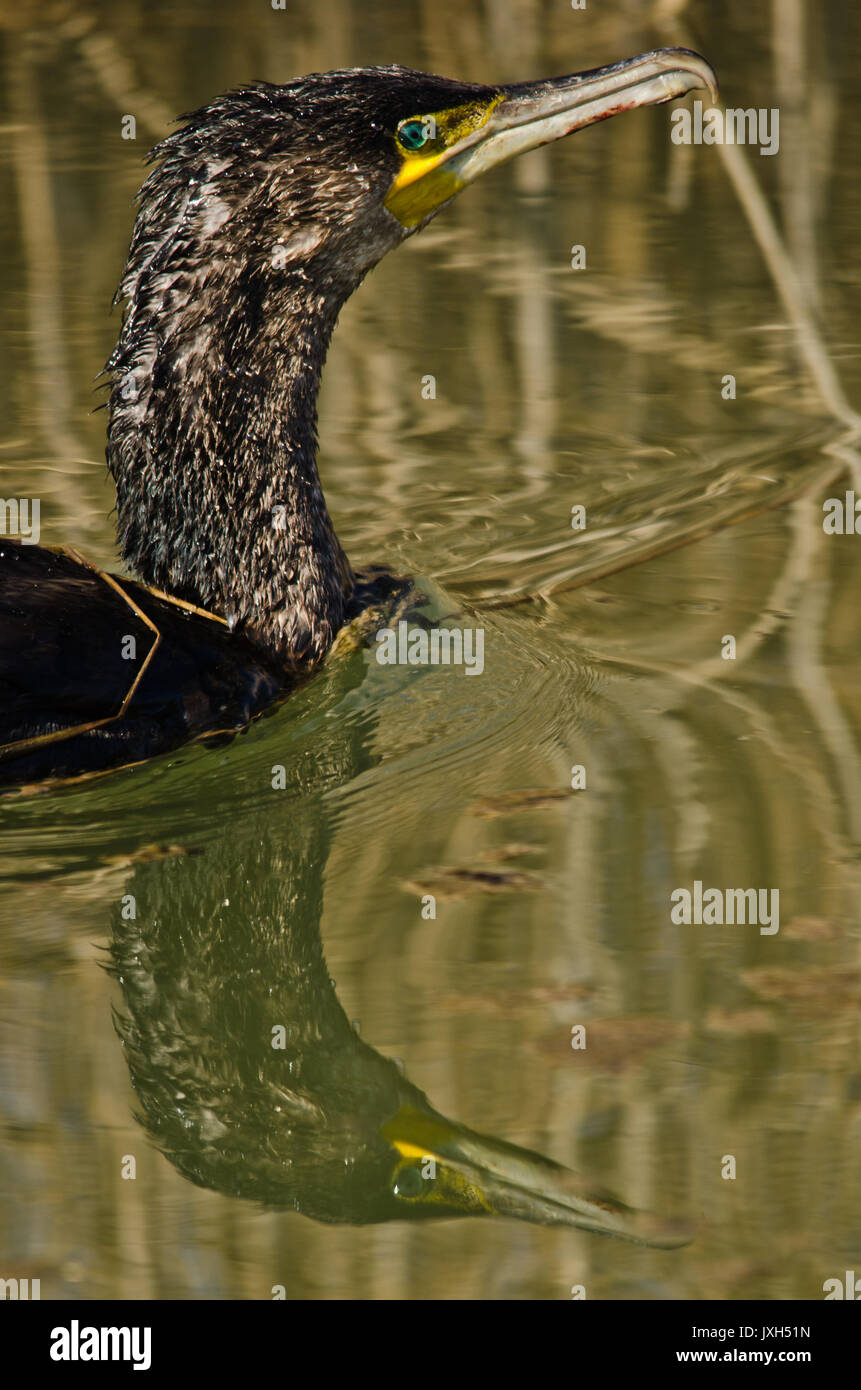 La sottospecie phalacrocorax carbo Foto Stock