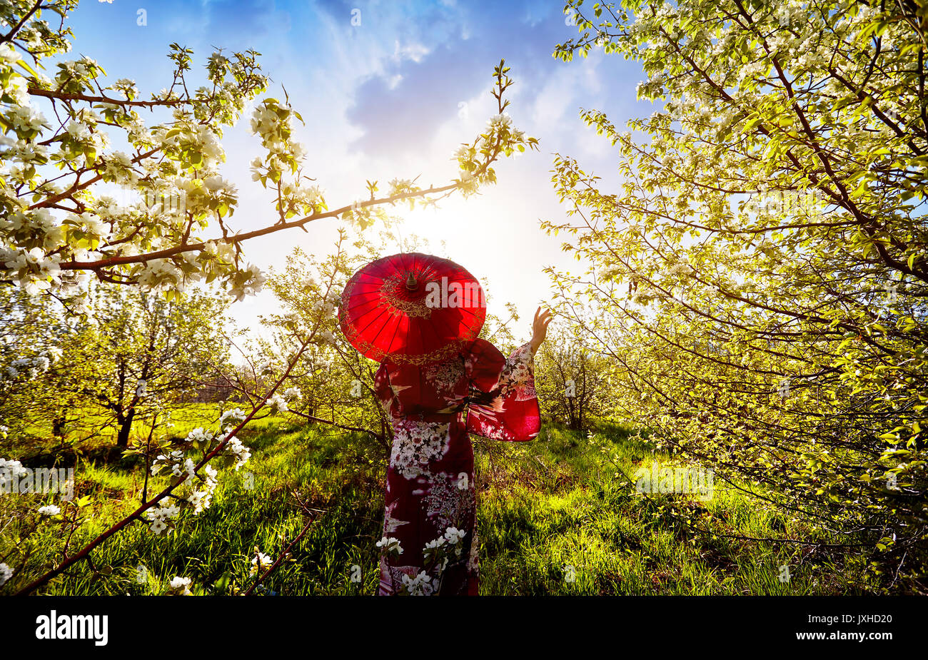 Silhouette di donna in kimono con ombrellone rosso nel giardino con fiori di ciliegio a sunrise Foto Stock