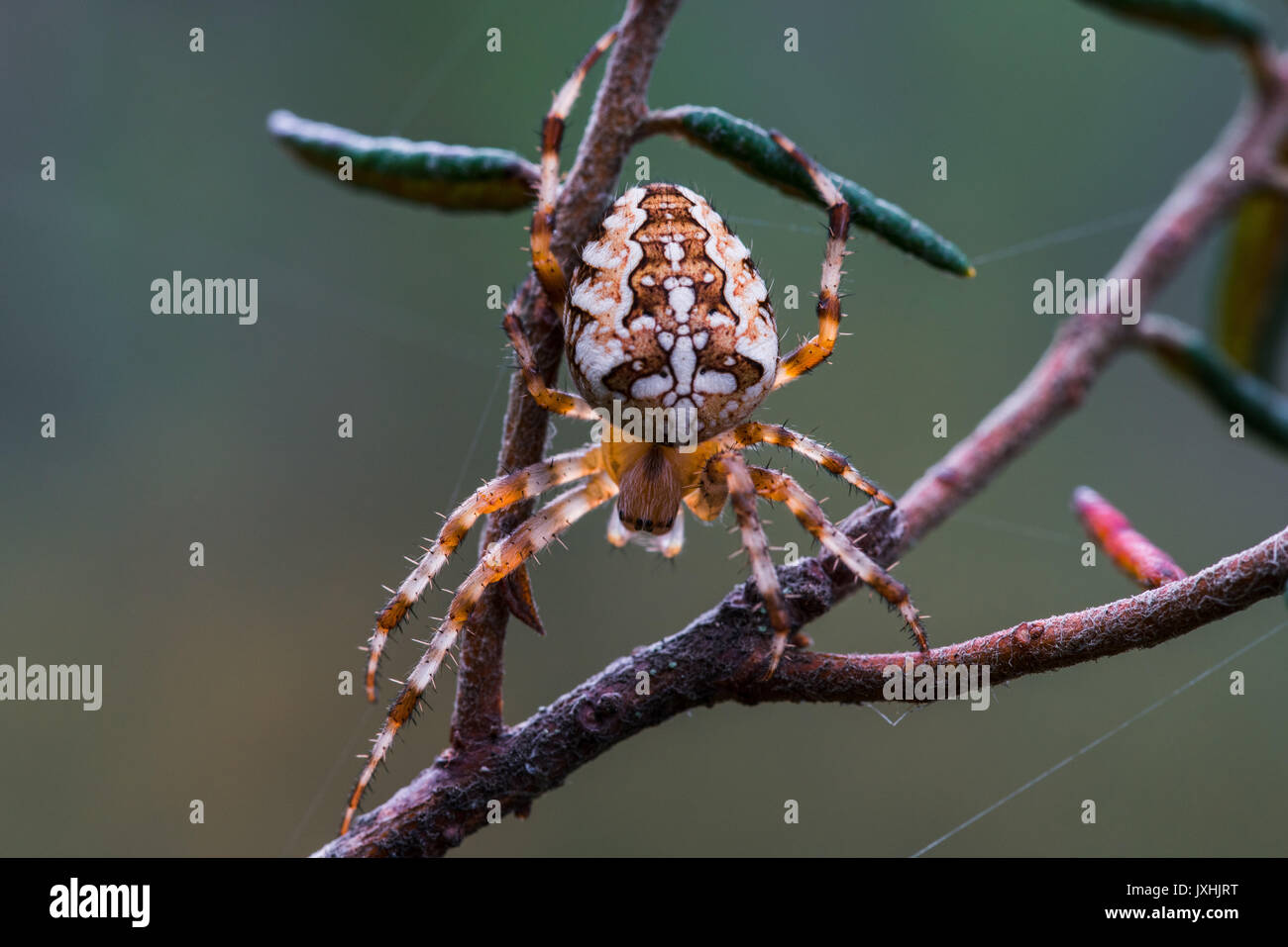 Close-up di una croce Spider, Araneus diadematus Foto Stock