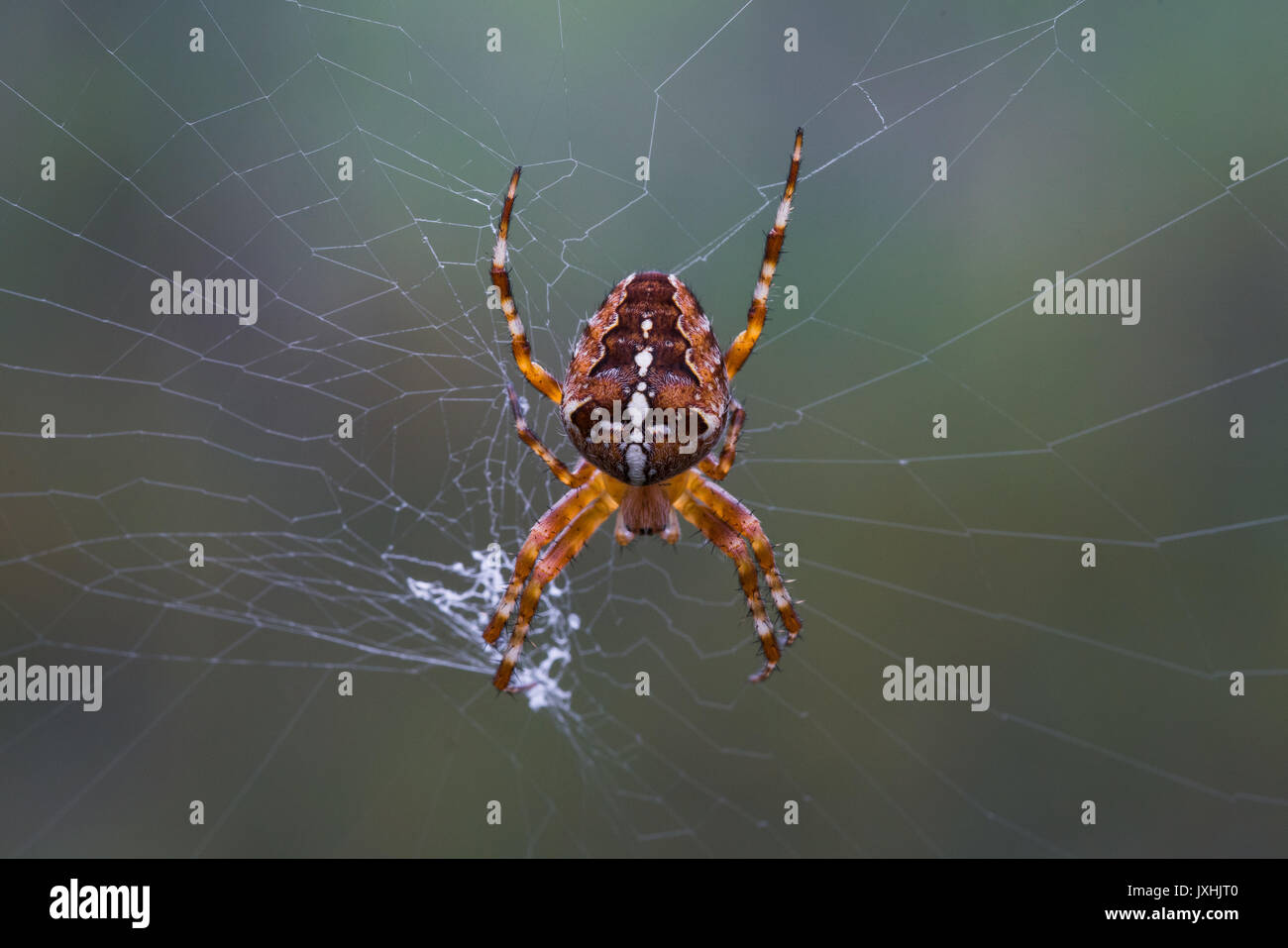 Close-up di una croce Spider, Araneus diadematus Foto Stock