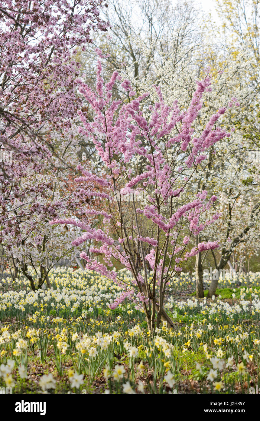 Le ciliegie (prunus) e narcisi (Narcissus) Foto Stock