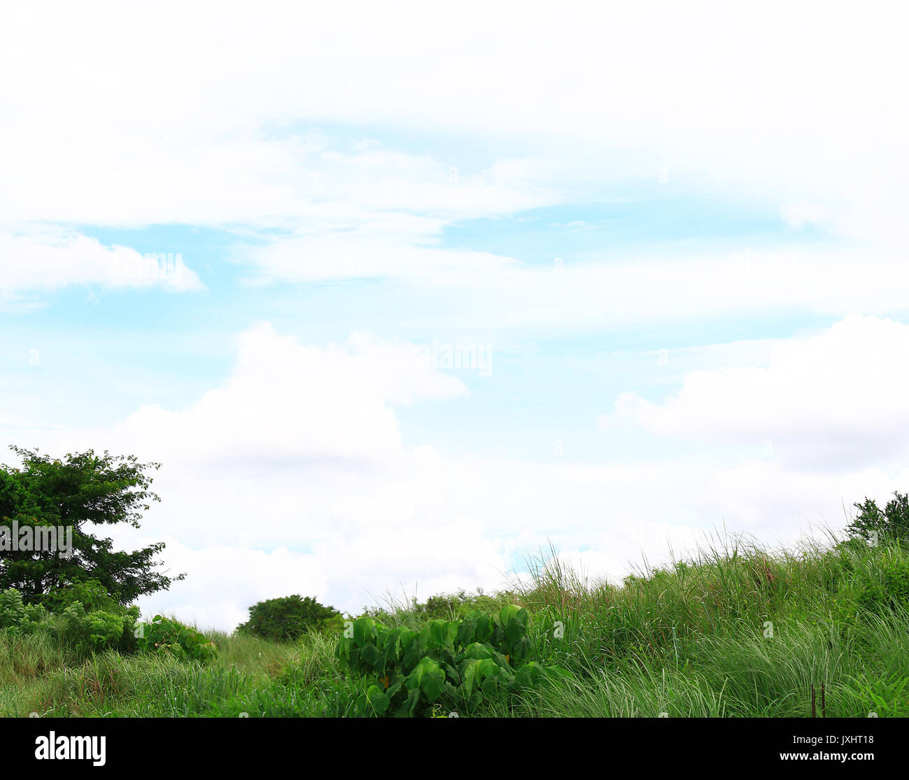 Erba verde campo e sky con puffy nuvole Foto Stock