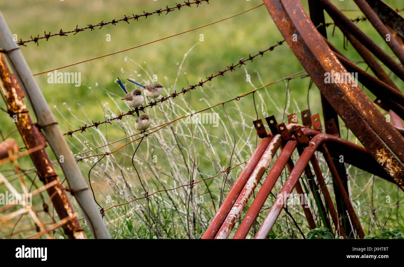 Fairy wrens jumping intorno al paese di cancelli di metallo Foto Stock