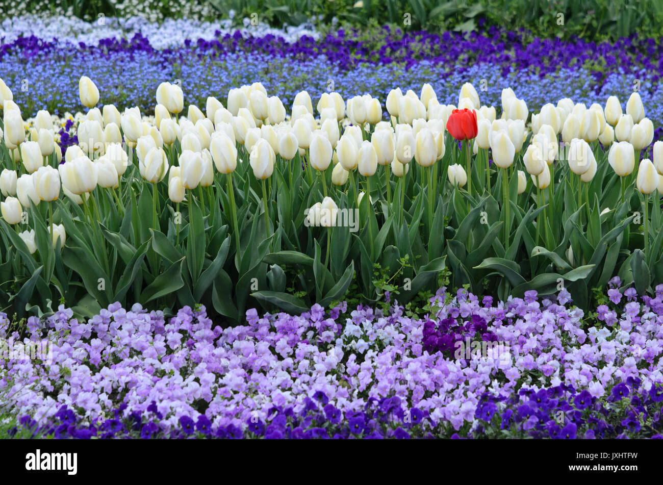 I tulipani (tulipa) e violette (viola) Foto Stock