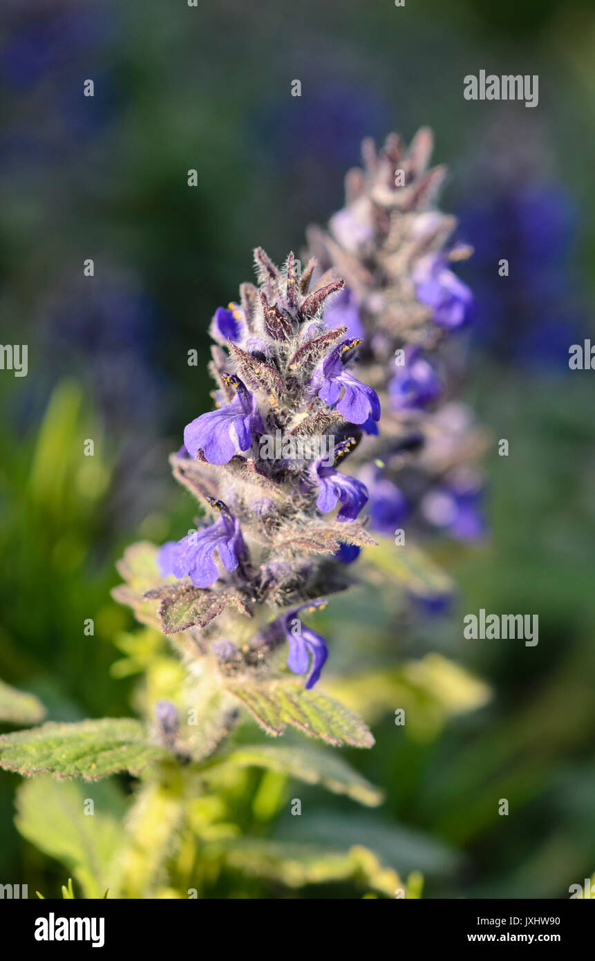 Blue bugle (ajuga genevensis) Foto Stock