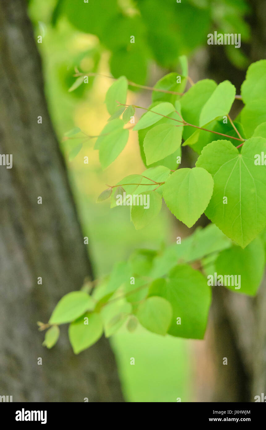 Katsura tree (cercidiphyllum japonicum) Foto Stock