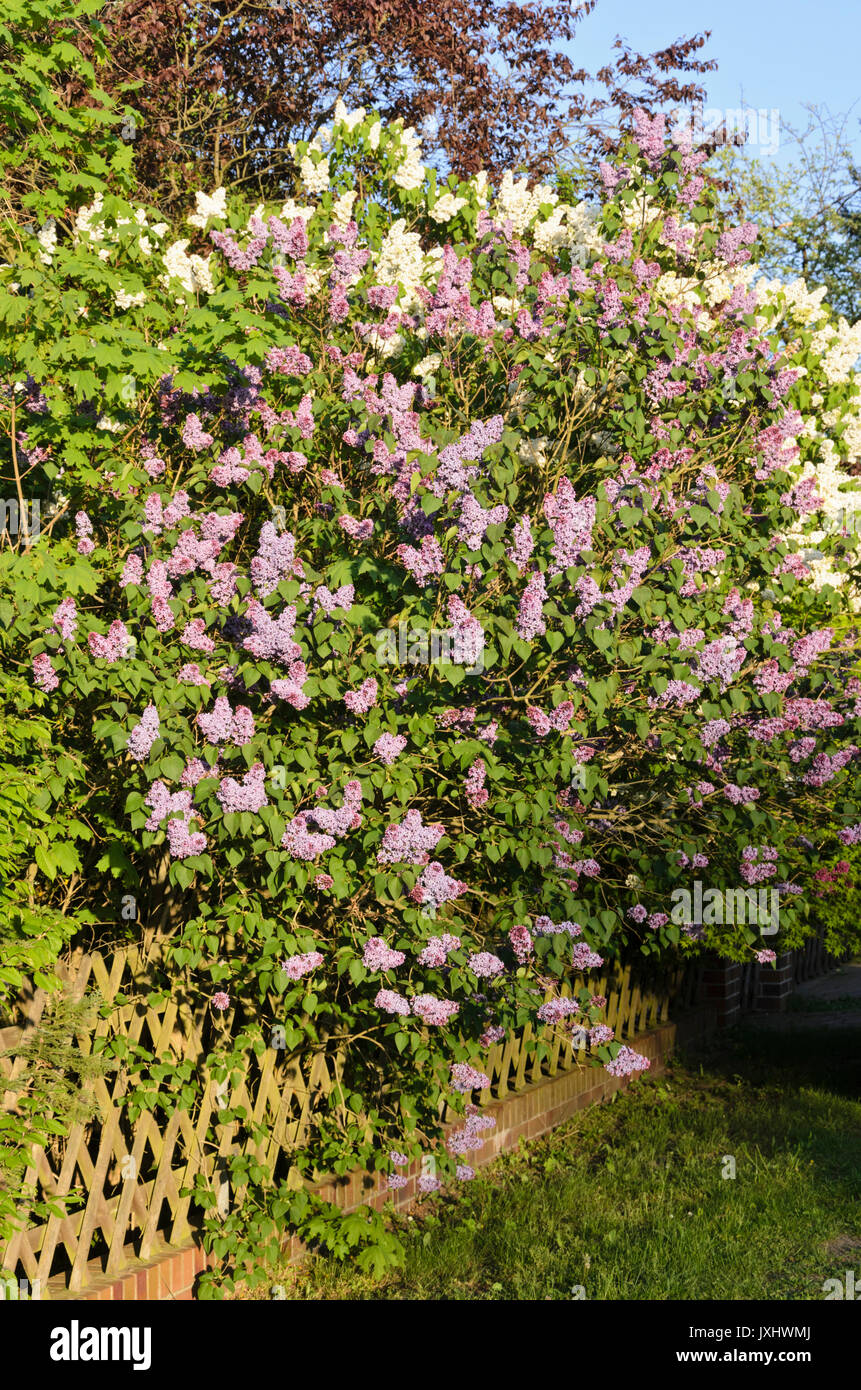 Comune (lilla Syringa vulgaris) Foto Stock