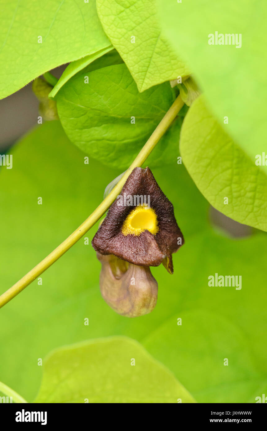Di latifoglie del dutchman tubo (aristolochia macrophylla) Foto Stock
