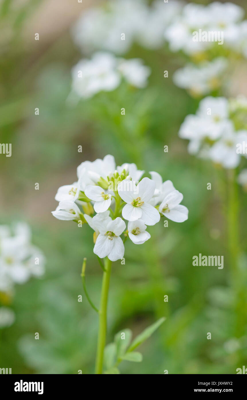 Cardamine acris Foto Stock