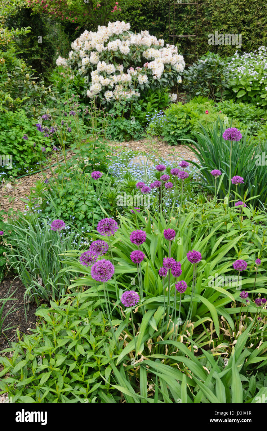 Rododendri (Rhododendron) e cipolla ornamentali (allium) Foto Stock