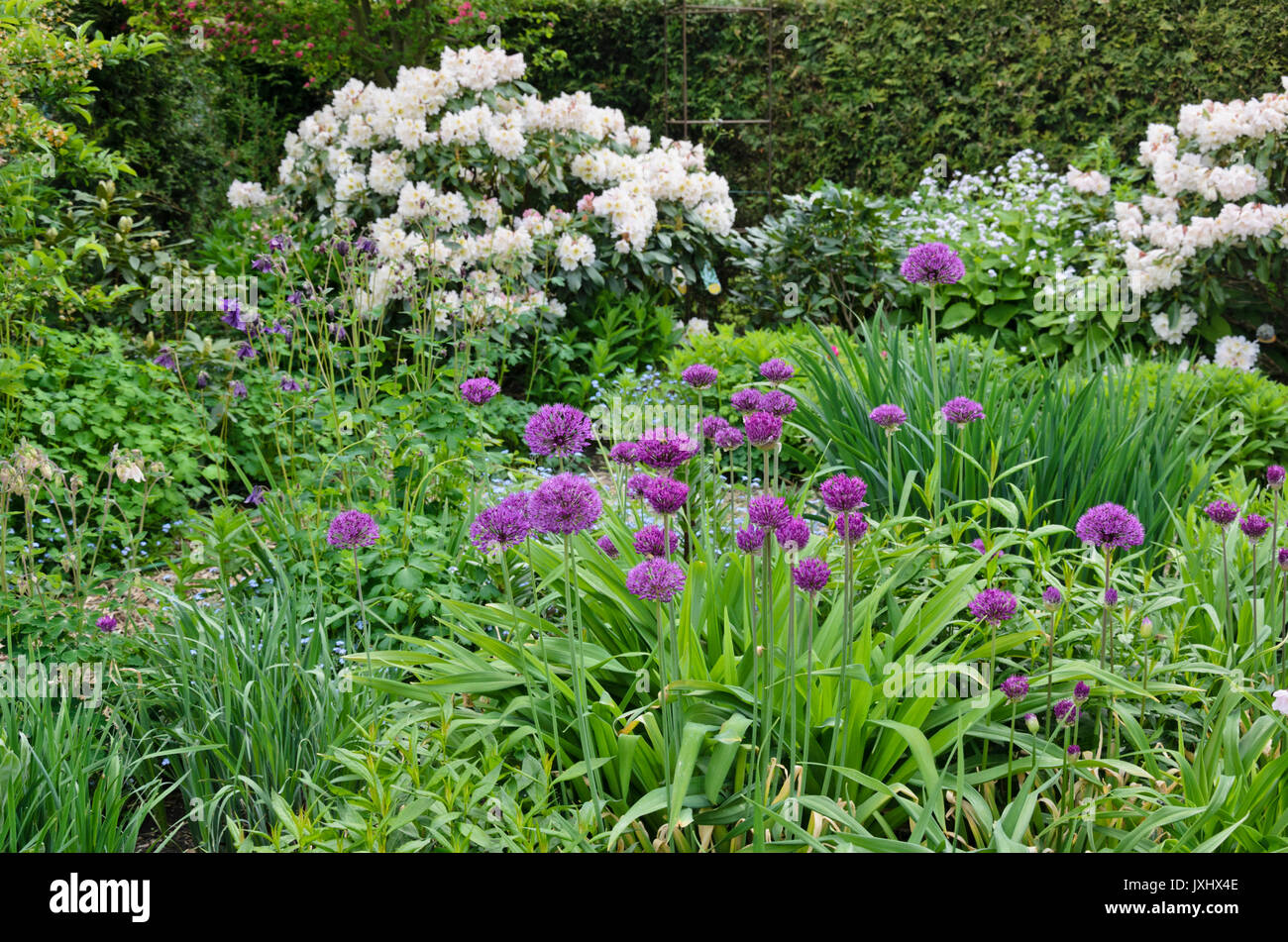 Rododendri (Rhododendron) e cipolla ornamentali (allium). design: marianne e detlef lüdke Foto Stock
