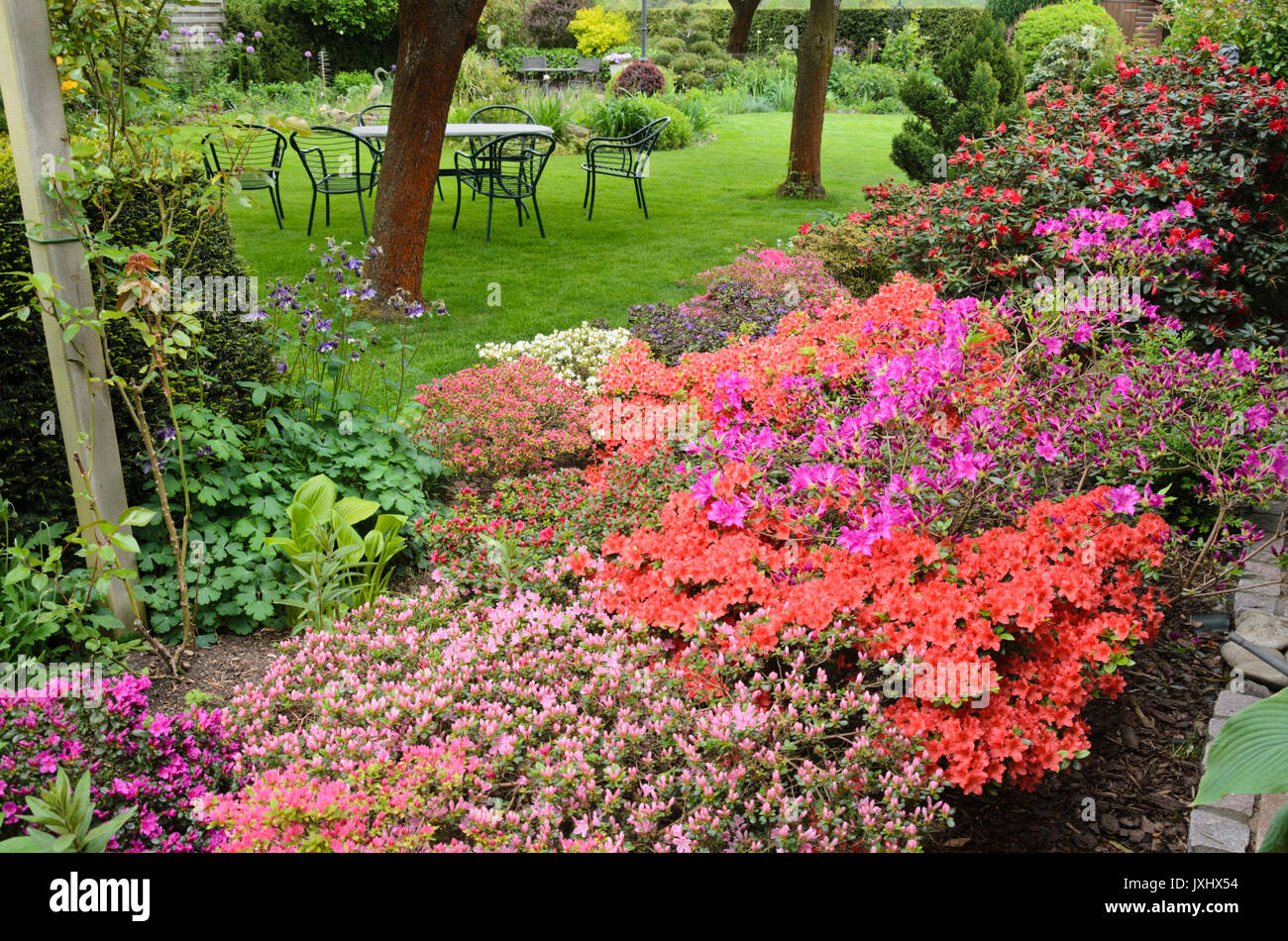 Azalee (Rhododendron) in un perenne giardino. design: marianne e detlef lüdke Foto Stock