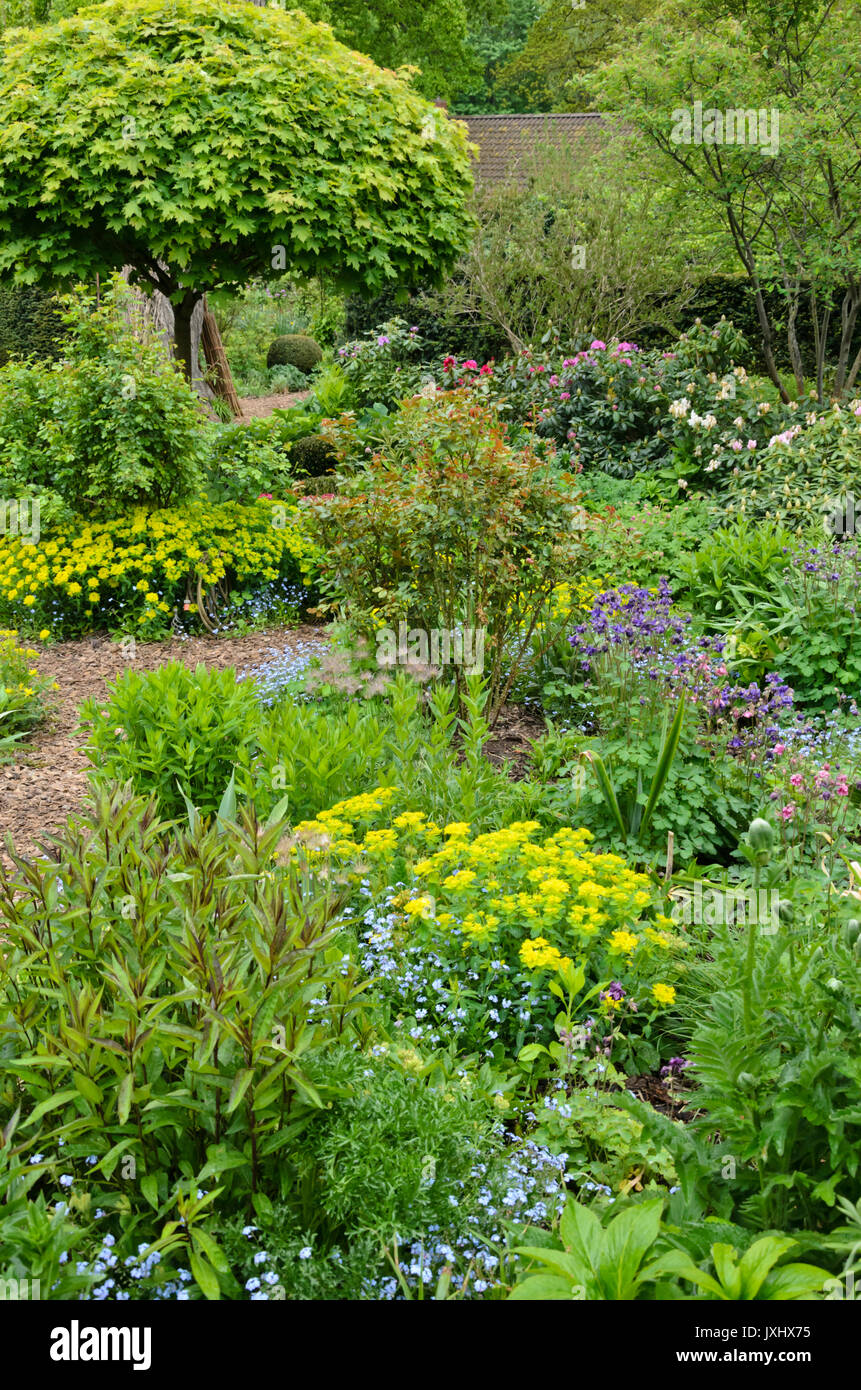 Dimenticare me not (myosotis), cuscino (Euforbia euphorbia polychroma syn. euphorbia epithymoides) e columbines (aquilegia) in un primaverile perenne giardino. Foto Stock