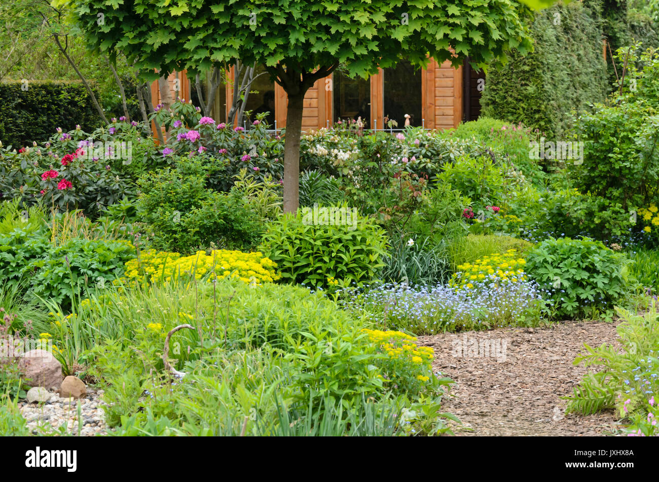 Cuscino (Euforbia euphorbia polychroma syn. euphorbia epithymoides) e dimenticare me not (myosotis) in un primaverile perenne giardino. design: marianne e Foto Stock