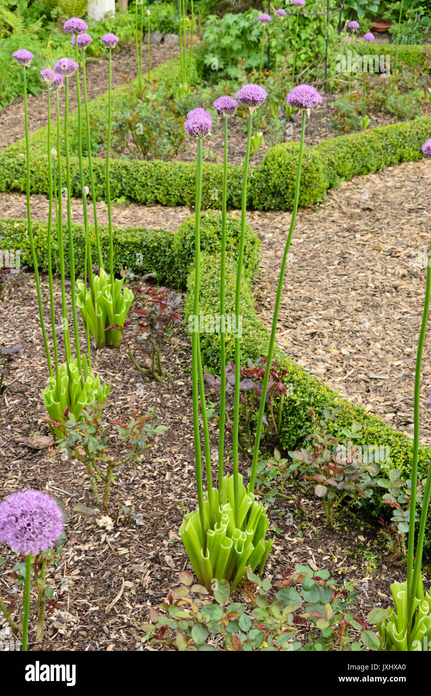 Cipolla ornamentali (allium) con foglie tagliate. design: marianne e detlef lüdke Foto Stock
