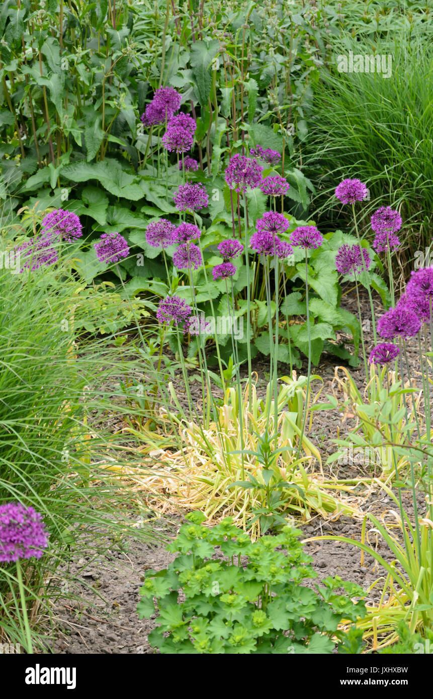 Cipolla ornamentali (allium) con foglie avvizzite Foto Stock