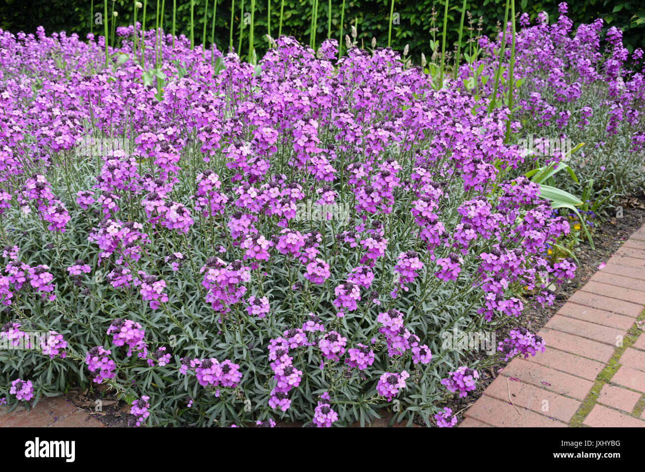 Mar Egeo violaciocca (erysimum cheiri "bowles mauve ") Foto Stock
