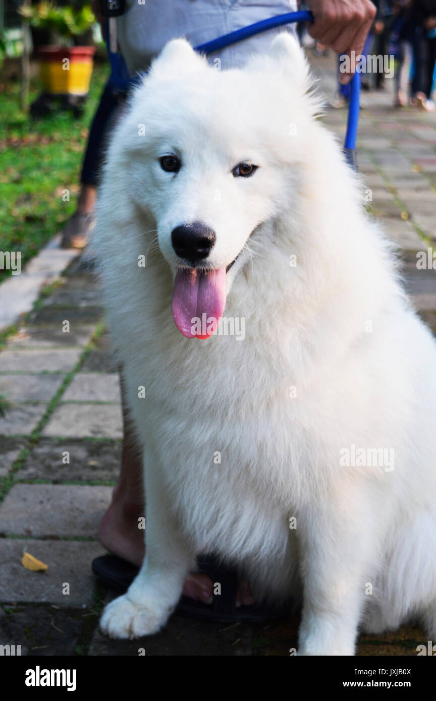 Samoiedo bianco cane in strada Foto Stock