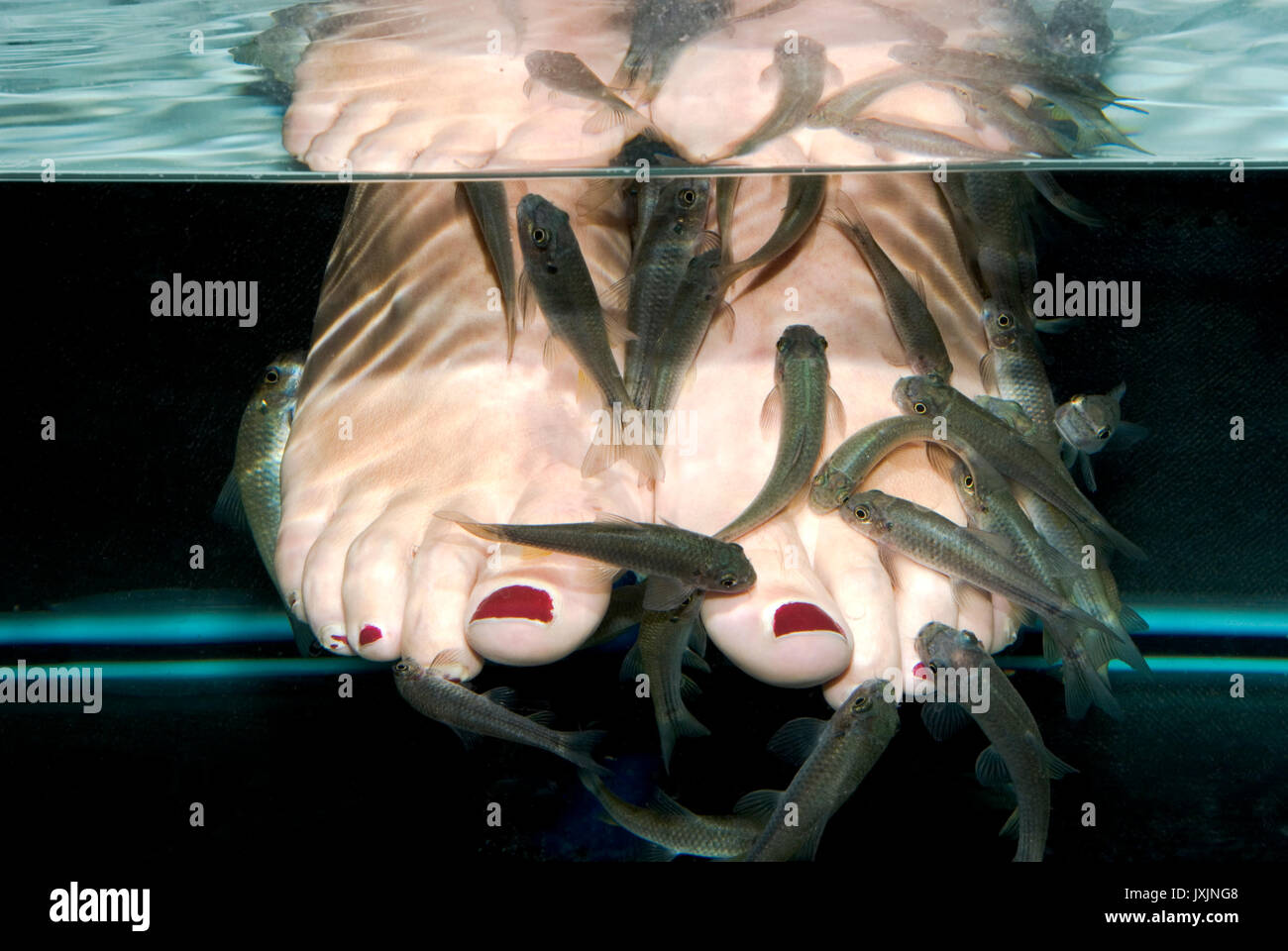 Garra Rufa Foto Stock