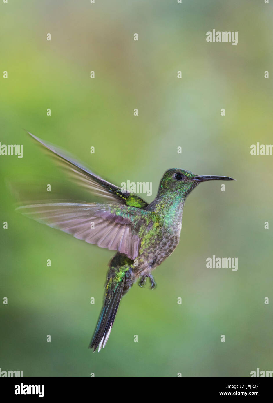 Verde femmina-breasted mango, Anthracothorax prevostii hovering, Laguna del Lagarto, Boca Tapada, San Carlos Costa Rica Foto Stock