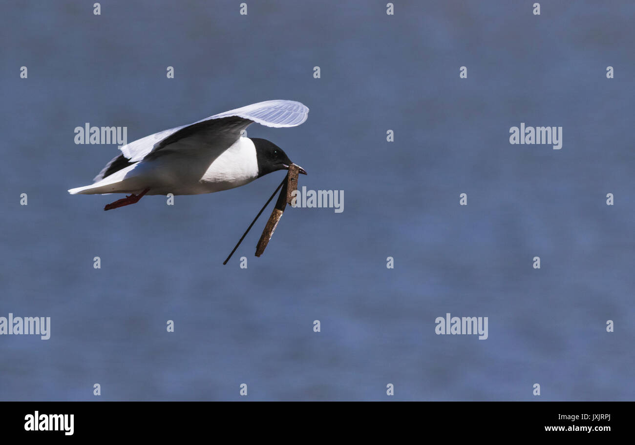 Little gull, Larus minutus volare sull'acqua con una foglia nel suo becco per costruire un nido, Norrbotten Svezia Foto Stock