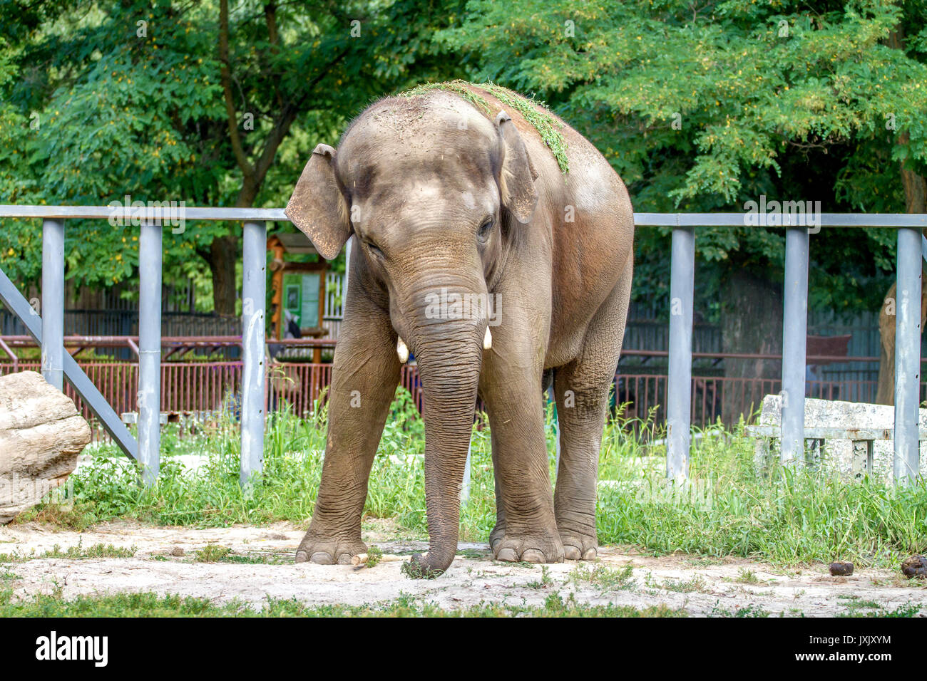 E l immagine di un grande elefante passeggiate nel recinto del giardino zoologico Foto Stock