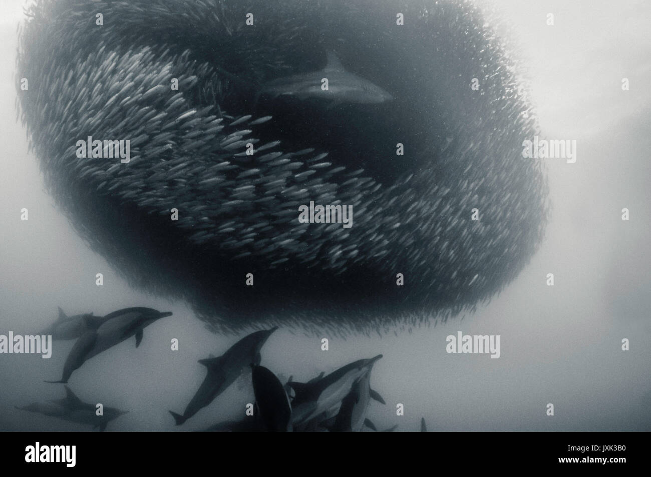 Delfini comuni lavorano come una squadra per arrotondare per eccesso di sardine in una sfera di esca in modo da poter alimentare su di essi, Capo orientale, sud africa. Foto Stock