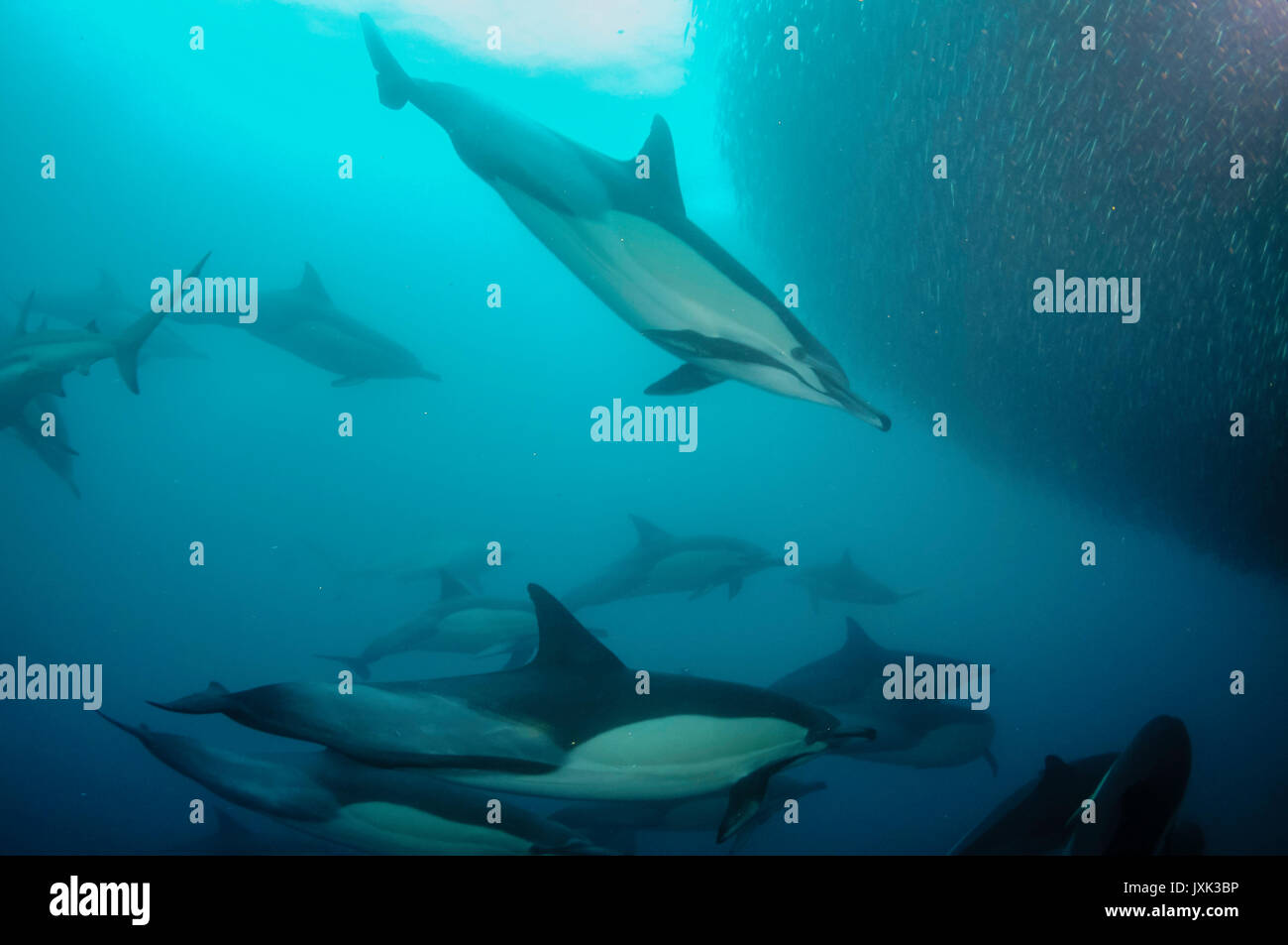 Delfini comuni lavorano come una squadra per arrotondare per eccesso di sardine in una sfera di esca in modo da poter alimentare su di essi, Capo orientale, sud africa. Foto Stock