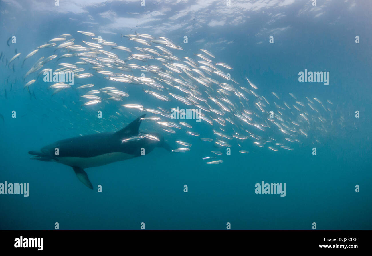 Delfini comuni lavorano come una squadra per arrotondare per eccesso di sardine in una sfera di esca in modo da poter alimentare su di essi, Capo orientale, sud africa. Foto Stock