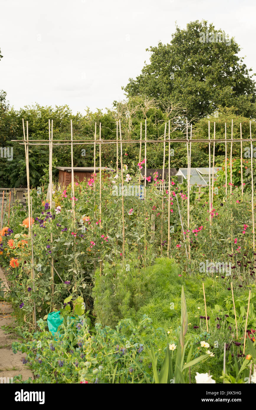 Piselli dolci supportato da canne di bambù in un urbano riparto Foto Stock