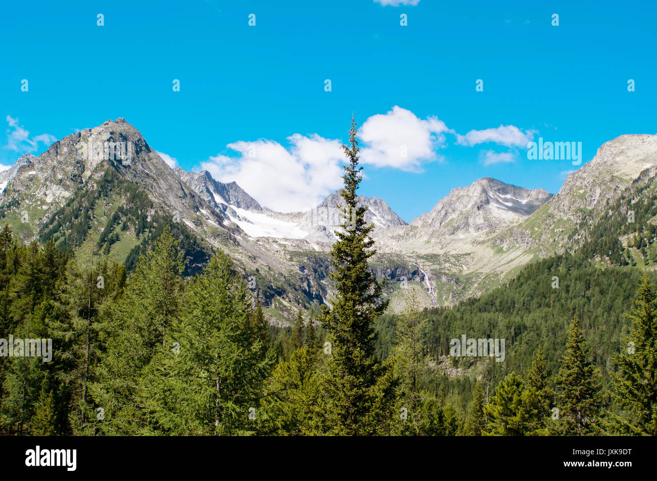 La foresta di abete rosso su un lato della collina prato in alta montagna su una chiara luce solare giorno di estate Foto Stock