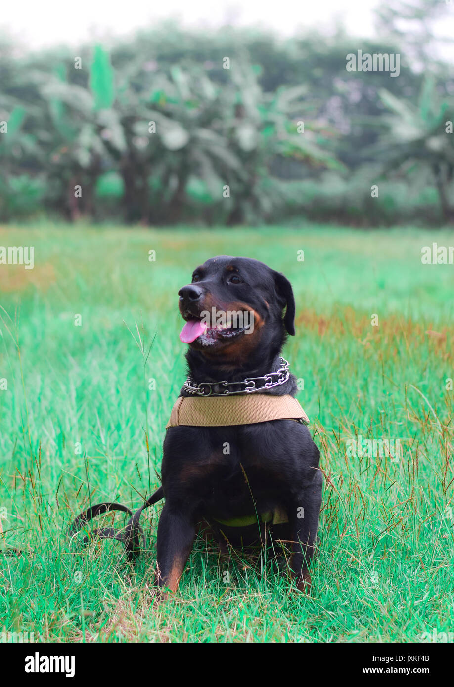 Rottweiler tipo cane sta giocando nel campo Foto Stock