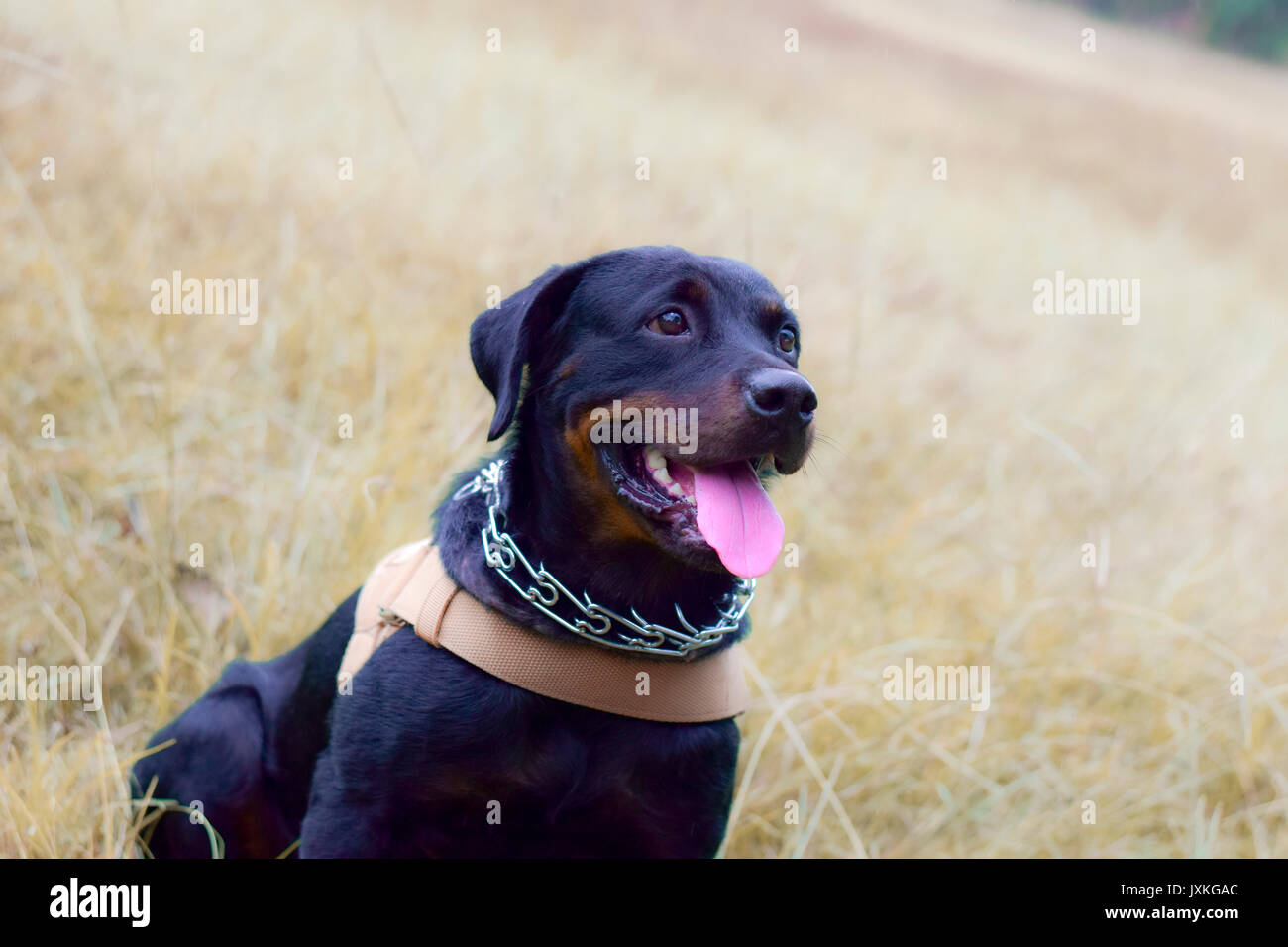 Rottweiler tipo cane sta giocando nel campo Foto Stock