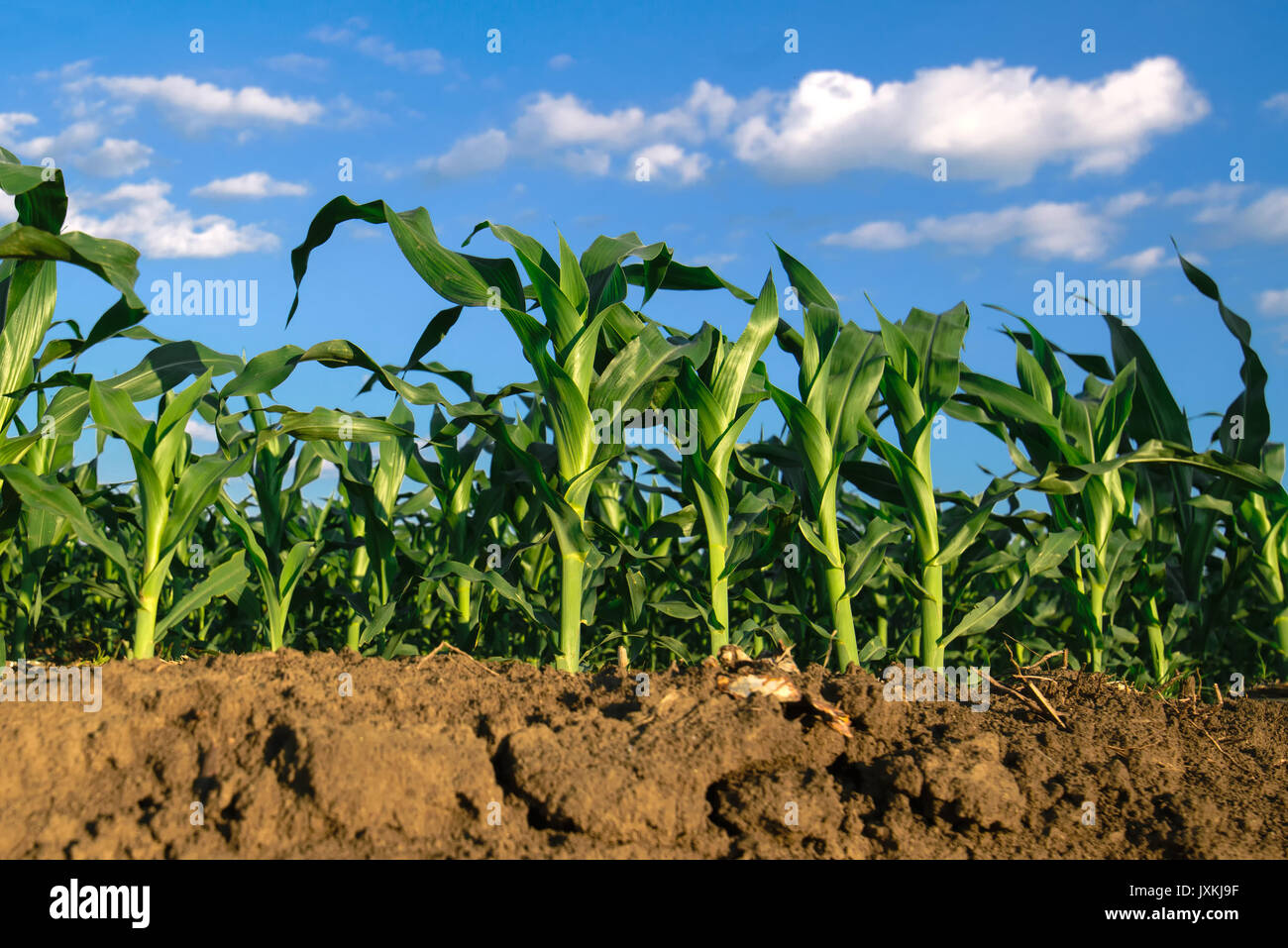 Il mais di piante coltivate in campo agricolo, basso angolo con il terreno in primo piano e cielo blu in background Foto Stock