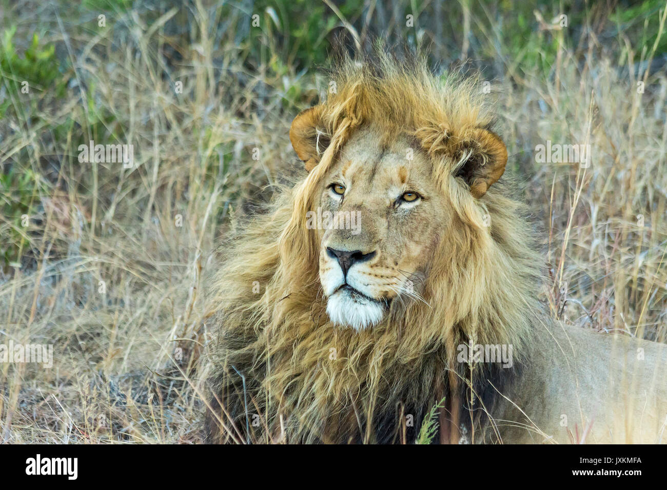 Leone maschio in appoggio all'ombra nel bush africano Foto Stock