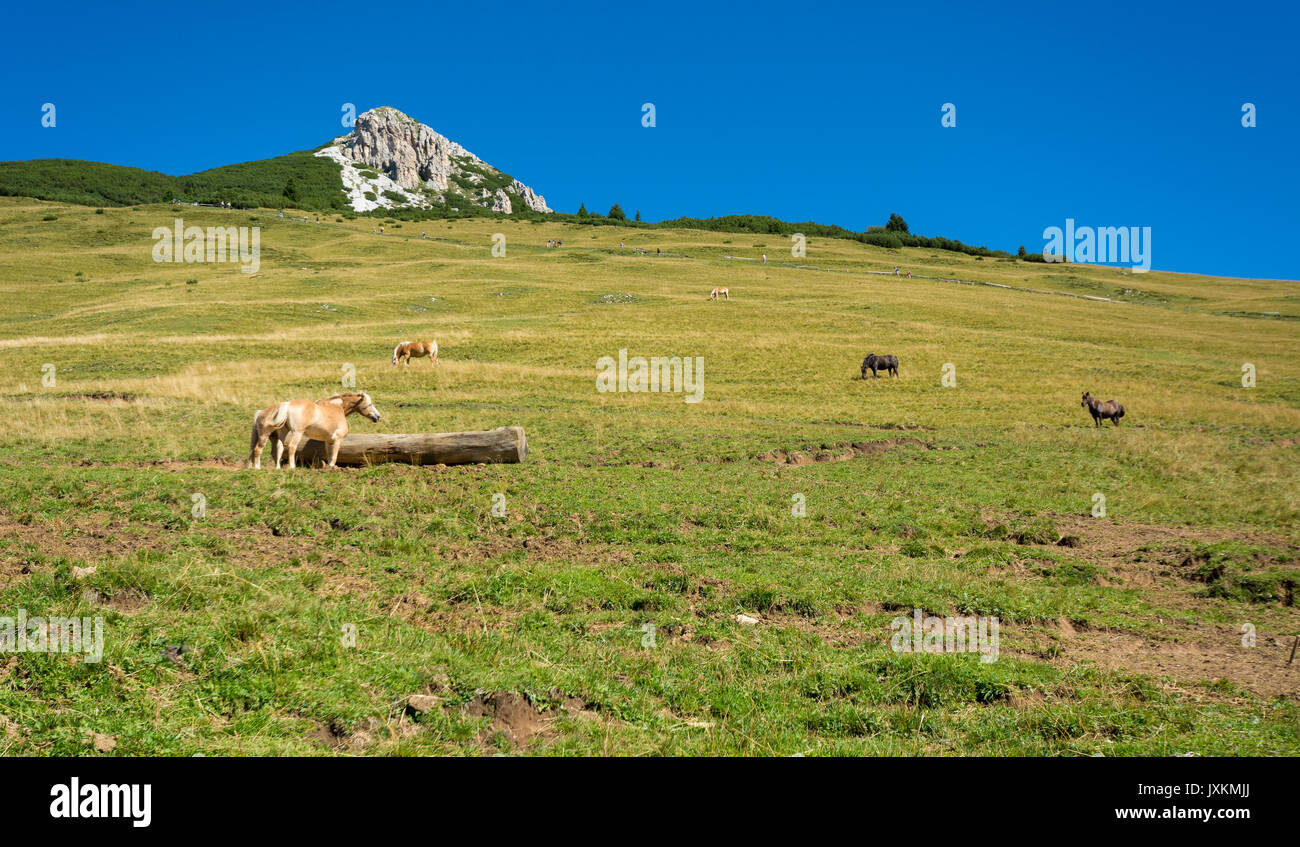 Incredibile e serena summer view paesaggio di montagna nelle Dolomiti in Alto Adige. Picco bianco nel Passo Oclini, Italia settentrionale Foto Stock