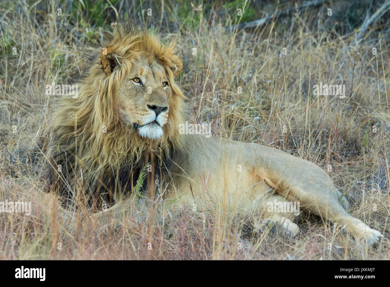 Leone maschio in appoggio all'ombra nel bush africano Foto Stock