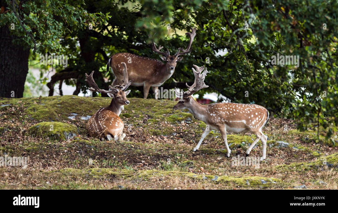 Tre esemplari di daini bucks (Dama Dama) di appoggio sotto l'ombra di quercia con un bel paesaggio boschivo in background. Foto Stock